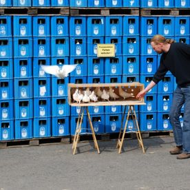 Mann befreit weiße Tauben vor Flaschenwand
